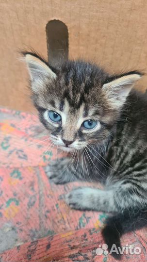 Котята в добрые руки бесплатно