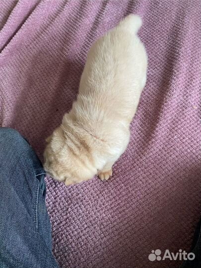 Щенки шарпей