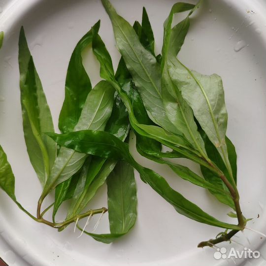 Аквариумные растения прополка