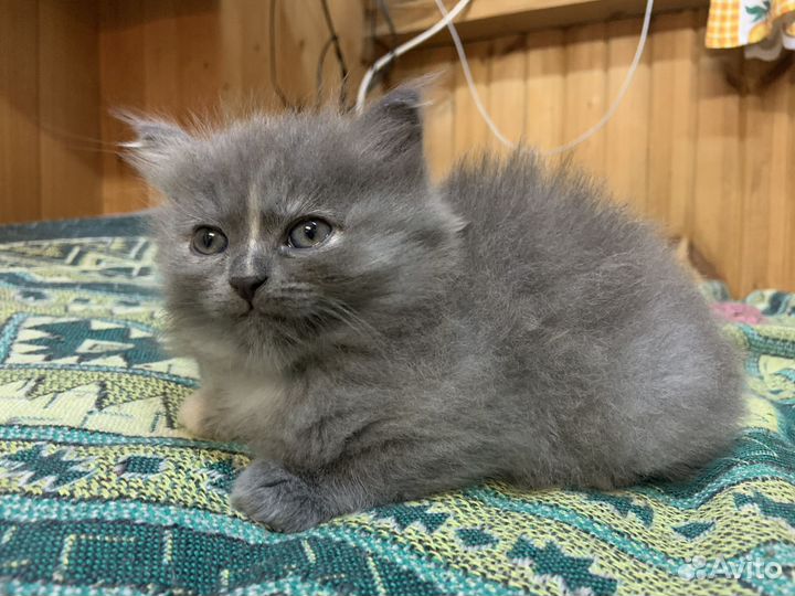 Котенок 2 месяца