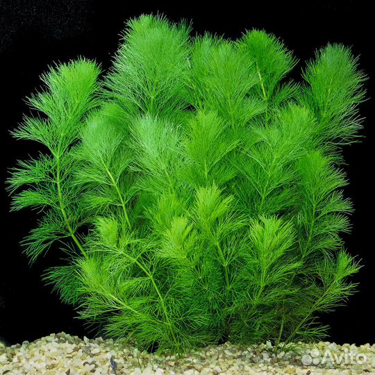 Аквариумные растения (набор)