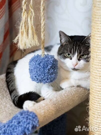 Уютная кошечка