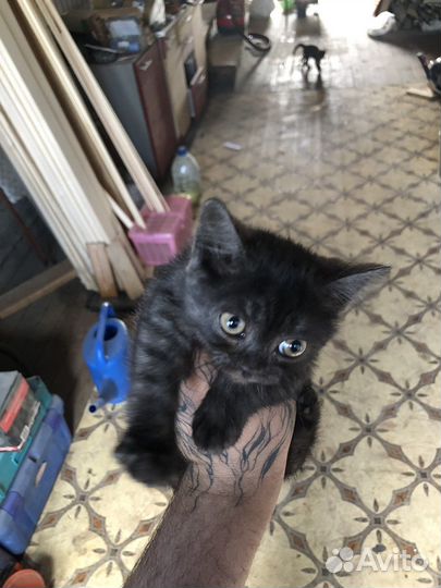 Котята отдам бесплатно