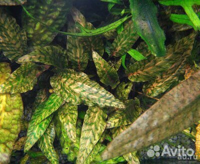 Криптокорина Нури