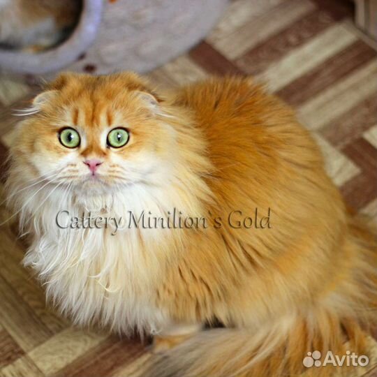 Шотландские вислоухие кошечки