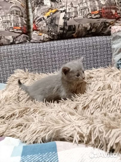 Отдадим котят