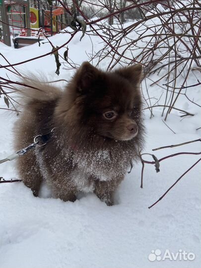 Немецкий шпиц вязка