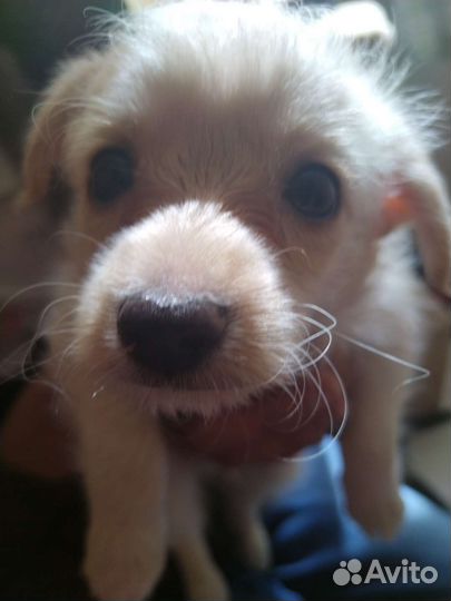 Маленькая собака в добрые руки