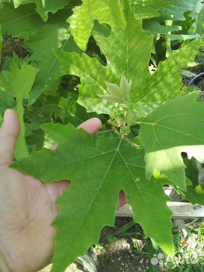 Платан кленолистный