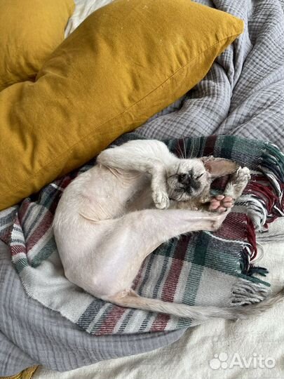 Домашняя передежка животных