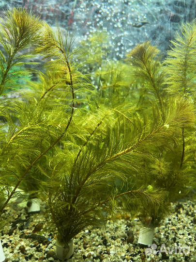 Перистолистник