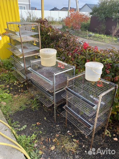 Клетки для перепелов бу