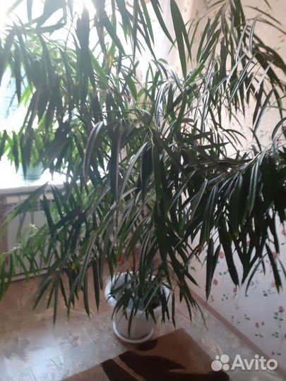 Фикус бенджамина узколистый