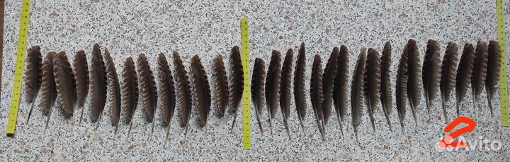 Вальшнеп перья