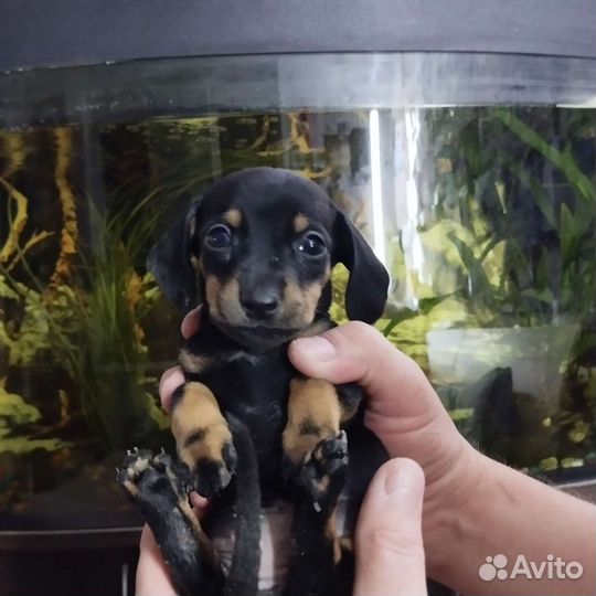 Щенки таксы