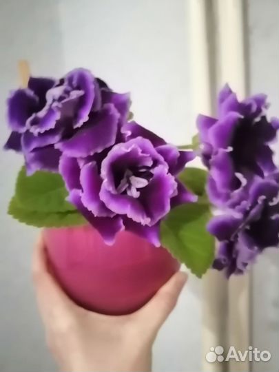 Глоксиния (лист)