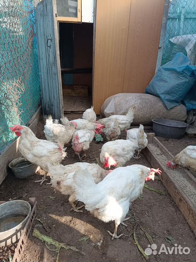 Куры несушки