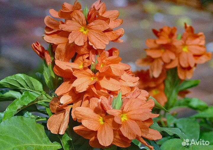 Кроссандра