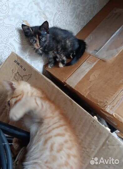 Котята в добрые руки
