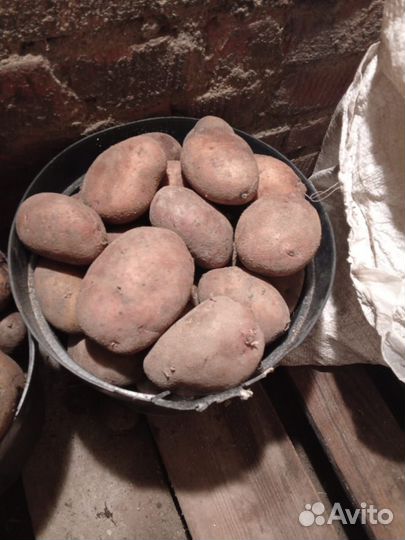 Продам картофель