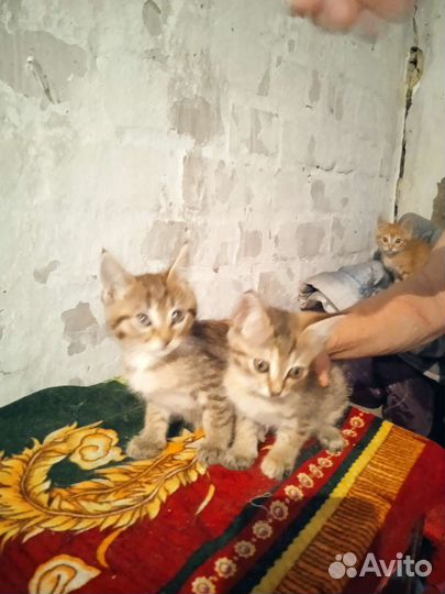 Кошка в дар