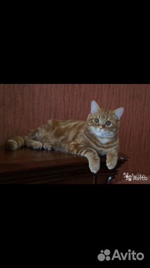 Котик для вязки