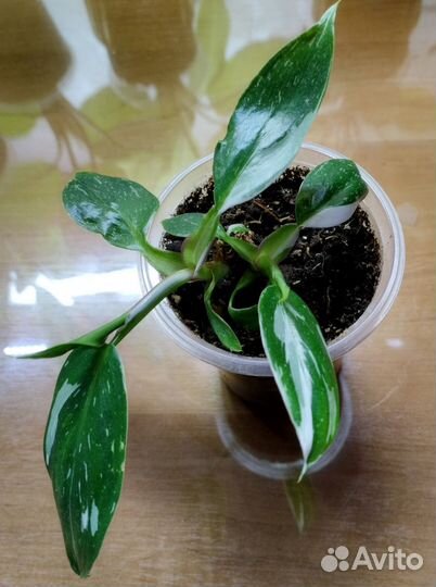 Филодендрон Белая принцесса