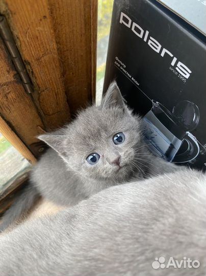 Котята