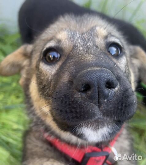 Щенок девочка в добрые руки