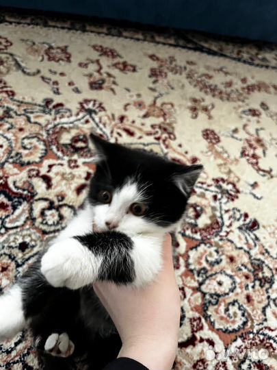 Прямоухие кошки