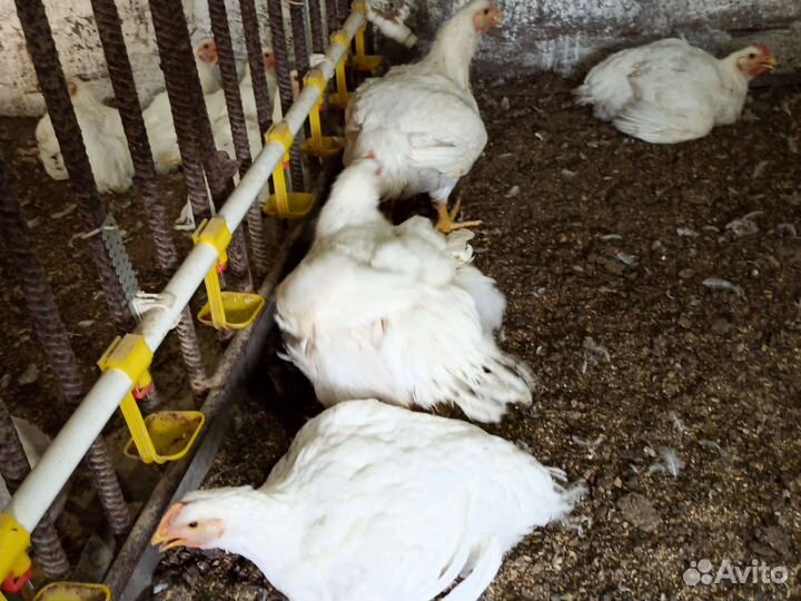 Домашние куры бройлеры