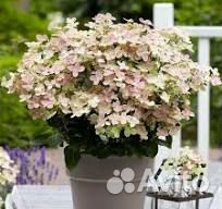 Гортензия метельчатая саженцы