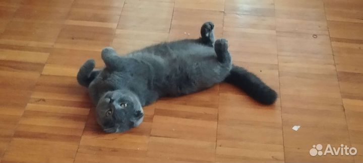 Шотландский кот вязка