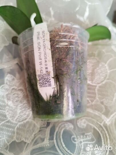 Орхидея Phal. Pinif от Son Ja