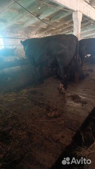 Быки на мясо живым весом