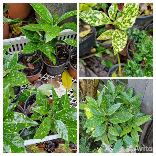 Аукуба 3 вида