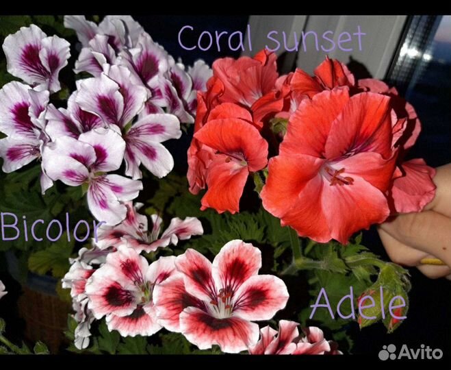 Пеларгония герань 60 сортов