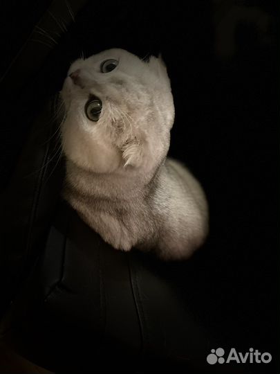 Вязка. Шотландский вислоухий Серебристая шиншилла