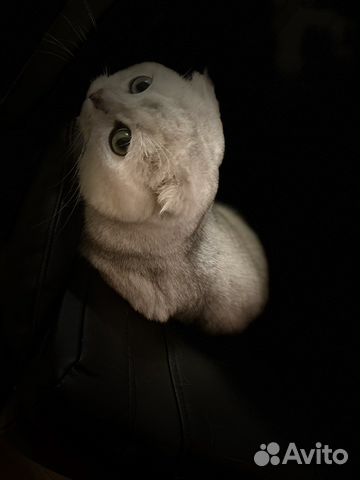 Вязка. Шотландский вислоухий Серебристая шиншилла