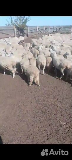 Продается овцепоголовье