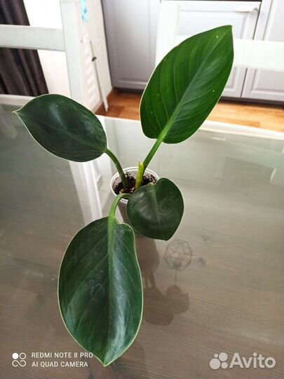 Комнатные растения