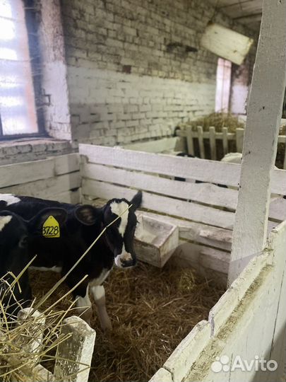 Бычки. Телята. Крс