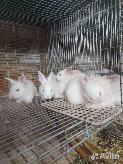 Кролики белый паннон