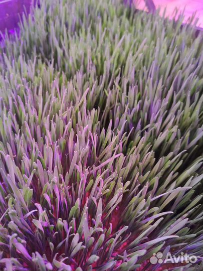 Микрозелень и витграсс