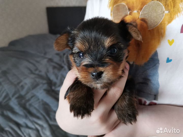 Мини мальчик