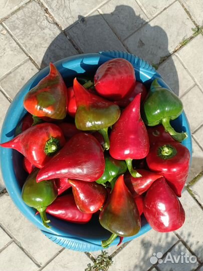 Семена сладкого перца