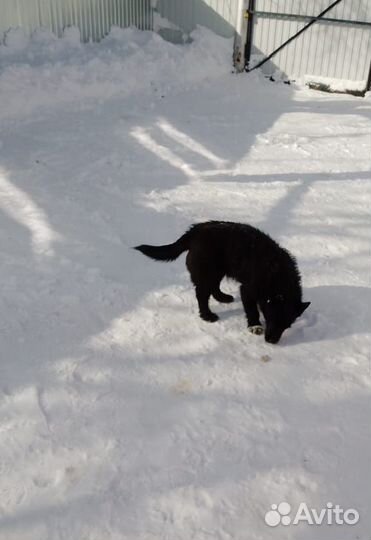 Отдам даром бесплатно животные