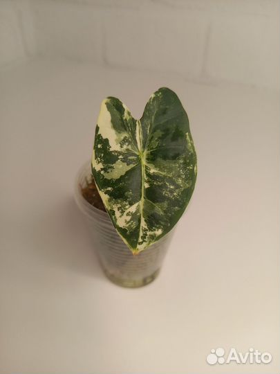 Алоказии, фикус, филодендрон, монстера минима