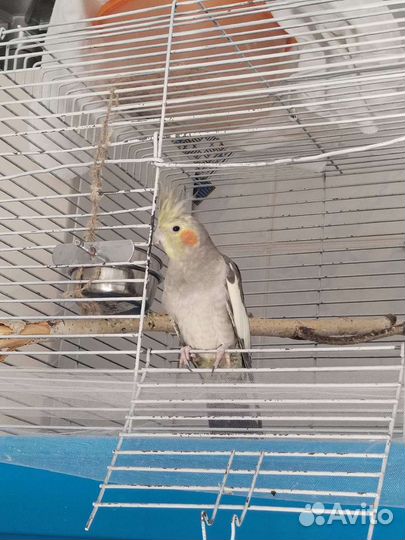 Попугай корелла с клеткой