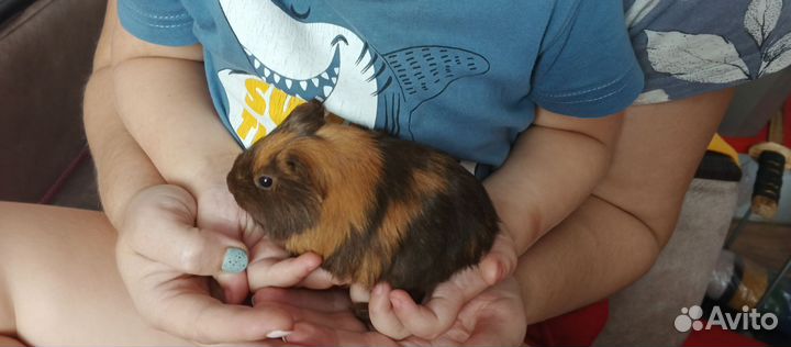 Морские свинки